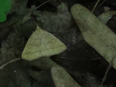 Zanclognatha marcidilinea