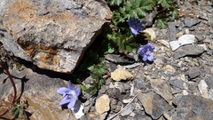 Campanula cenisia