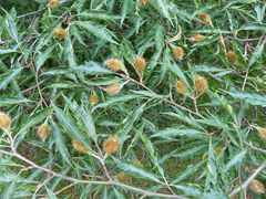 Fagus sylvatica