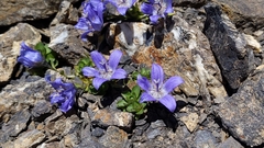 Campanula cenisia