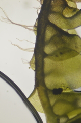 Jungermannia atrovirens