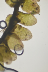 Jungermannia atrovirens