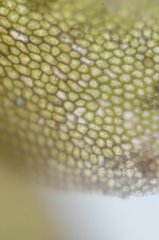 Jungermannia atrovirens