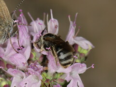 Lasioglossum discus