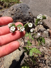 Phacelia lyonii