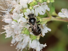 Lasioglossum discus