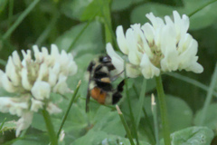 Bombus ternarius