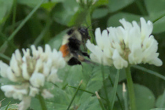 Bombus ternarius