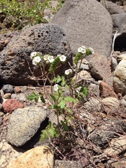 Phacelia lyonii