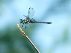 Cannaphila insularis