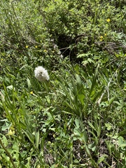 Antennaria anaphaloides