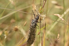 Protochauliodes spenceri