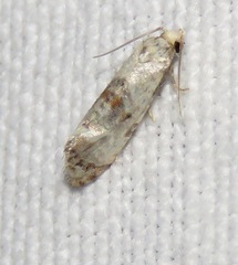 Neocochylis hybridella