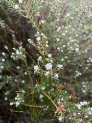 Phylica diffusa diffusa