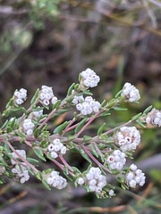 Phylica diffusa diffusa