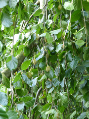 Fagus sylvatica