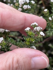 Phylica diffusa diffusa