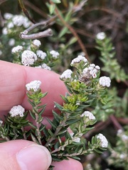 Phylica diffusa diffusa