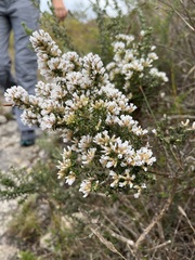 Amphithalea ericifolia