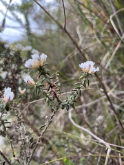 Amphithalea ericifolia