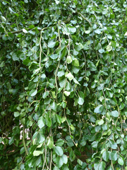 Fagus sylvatica