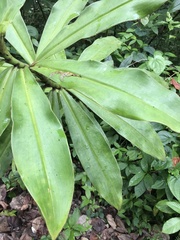 Costus guanaiensis macrostrobilus
