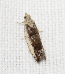 Epinotia ramella