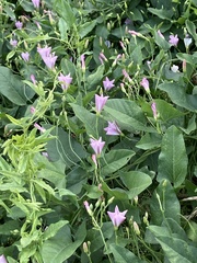Convolvulus arvensis