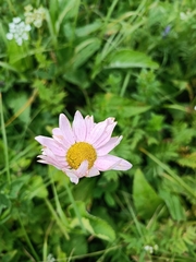 Tanacetum coccineum