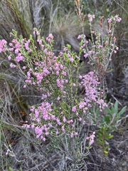 Erica irregularis