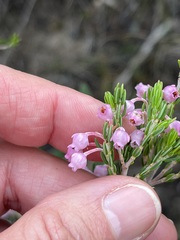 Erica irregularis