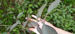 Callicarpa bodinieri