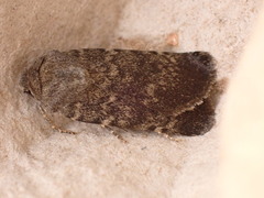 Standfussiana lucernea