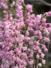 Erica irregularis