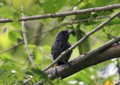 Thamnophilus multistriatus