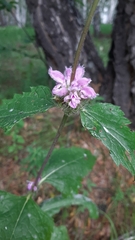 Phlomoides tuberosa