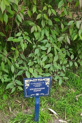 Callicarpa bodinieri