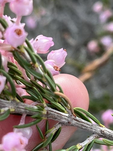 Image of Erica irregularis by (c) Charleen Brunke, some rights reserved (CC BY)