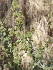 Galium maritimum
