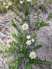 Phylica dodii