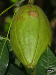 Pachira glabra