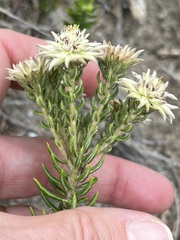 Phylica dodii