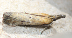 Lipographis truncatella