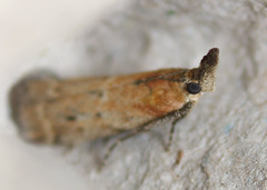 Lipographis truncatella