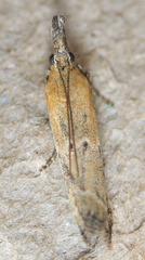 Lipographis truncatella