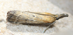 Lipographis truncatella