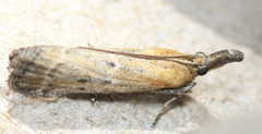 Lipographis truncatella