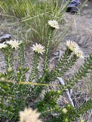 Phylica dodii