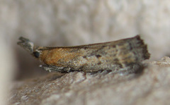 Lipographis truncatella