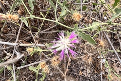 Centaurea sphaerocephala